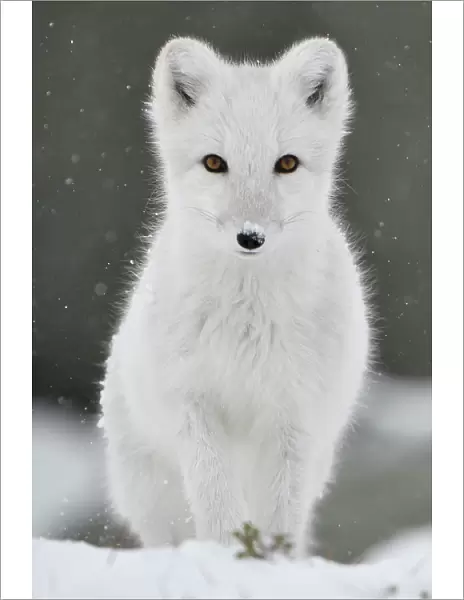 Arctic fox (Vulpes lagopus), juvenile looking at camera, portrait, winter pelage