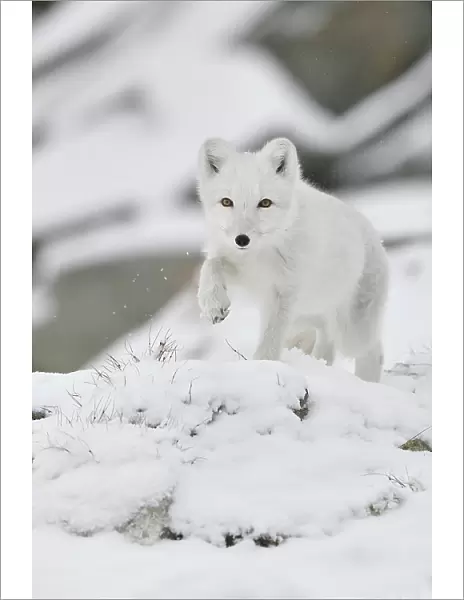 Arctic fox (Vulpes lagopus), juvenile running through snow, winter pelage. Dovrefjell National Park