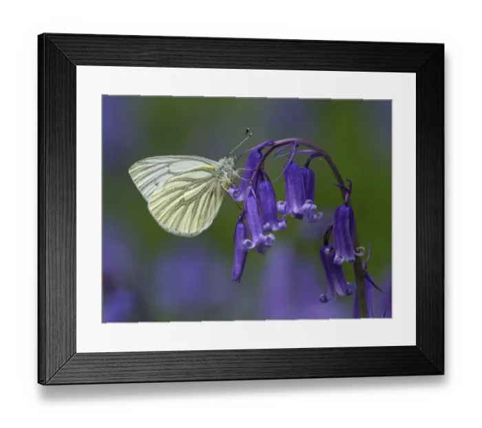 Framed Print : Green Veined White Butterfly (Pieris napi) Roosting on Bluebell flower, Cambridgeshire Framed Print : Green Veined White Butterfly (Pieris napi) Roosting on Bluebell flower, Cambridgeshire