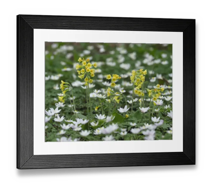 Framed Print : Oxlips (Primula eliator) Growing among Wood Anemones (Anemone nemorosa) good indicators Framed Print : Oxlips (Primula eliator) Growing among Wood Anemones (Anemone nemorosa) good indicators