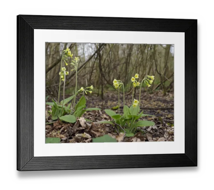 Framed Print : Oxlips (Primula eliator) flowering in coppice woodland, a rare and important ancient Framed Print : Oxlips (Primula eliator) flowering in coppice woodland, a rare and important ancient