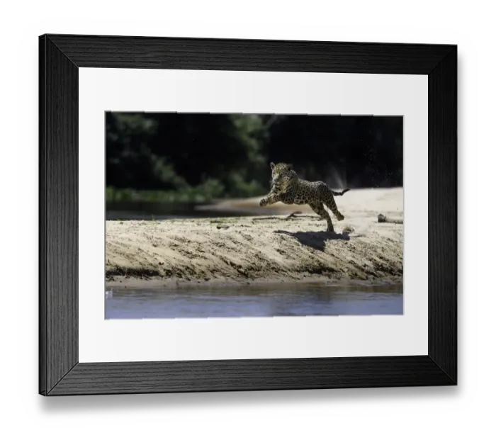 Framed Print : Jaguar (Panthera onca) female running along a sand spit chasing after a caiman. Northern Framed Print : Jaguar (Panthera onca) female running along a sand spit chasing after a caiman. Northern