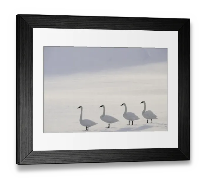 Framed Print : Trumpeter swans (Cygnus buccinator) on the edge of the Upper Yellowstone River. Hayden Valley Framed Print : Trumpeter swans (Cygnus buccinator) on the edge of the Upper Yellowstone River. Hayden Valley