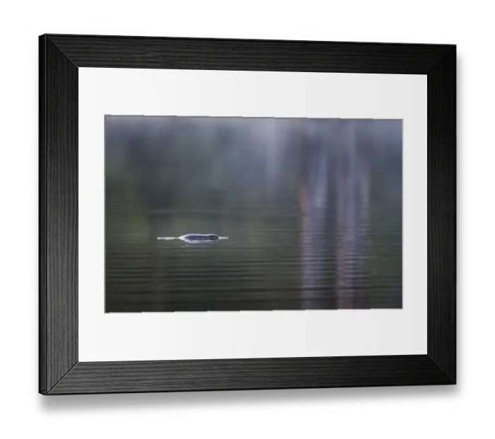 Framed Print : Platypus (Ornithorhynchus anatinus) in early morning light on Lake Elizabeth, Great Framed Print : Platypus (Ornithorhynchus anatinus) in early morning light on Lake Elizabeth, Great
