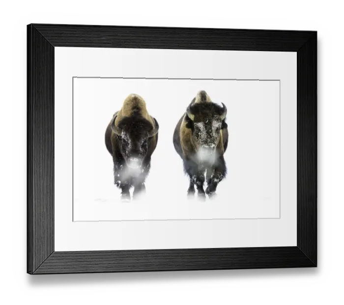 Framed Print : Male American Bison (Bison bison) walking through snow. Firehole River Valley, Yellowstone Framed Print : Male American Bison (Bison bison) walking through snow. Firehole River Valley, Yellowstone
