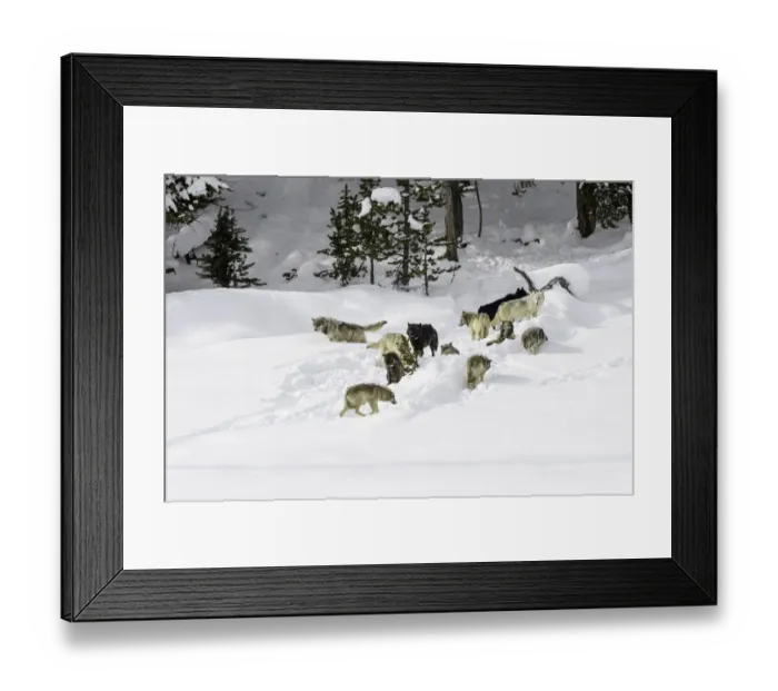 Framed Print : Pack of wolves (Canis lupus). Yellowstone National Park, Wyoming, USA. January Framed Print : Pack of wolves (Canis lupus). Yellowstone National Park, Wyoming, USA. January