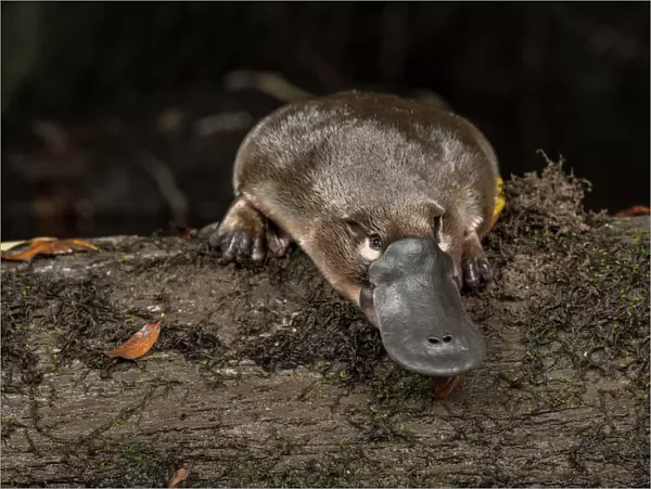 Platypus (Ornithorhynchus anatinus) just released onto a log in Little Yarra River