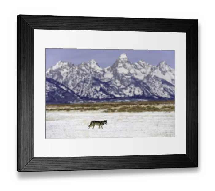 Framed Print : Wolf (Canis lupus) lone male walking in shadow of the Teton Mountains Framed Print : Wolf (Canis lupus) lone male walking in shadow of the Teton Mountains