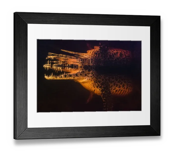 Framed Print : Cuban crocodile (Crocodylus rhombifer) submerged in a cenote in Cienaga de Zapata National Park Framed Print : Cuban crocodile (Crocodylus rhombifer) submerged in a cenote in Cienaga de Zapata National Park