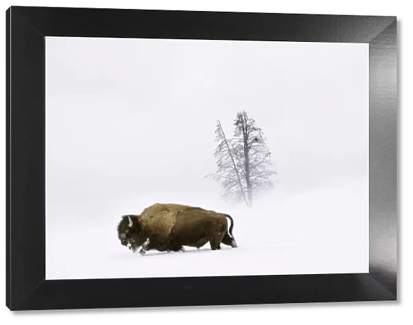 American bison (Bison bison) male walking through deep snow