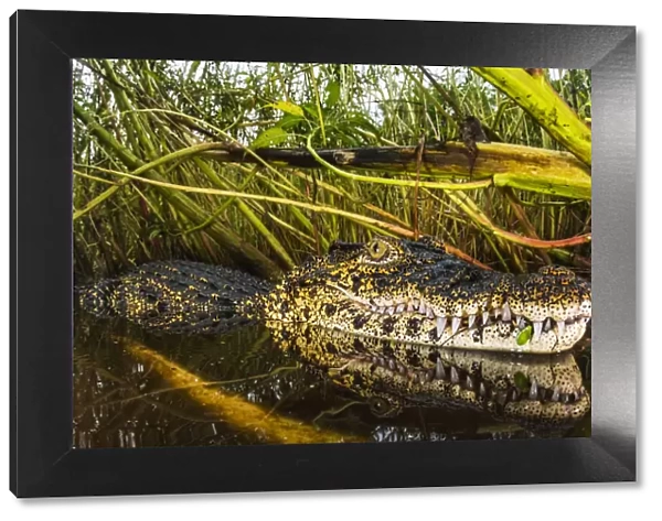 Cuban crocodile (Crocodylus rhombifer) in a cenote in Cienaga de Zapata National Park