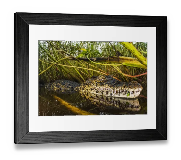 Framed Print : Cuban crocodile (Crocodylus rhombifer) in a cenote in Cienaga de Zapata National Park Framed Print : Cuban crocodile (Crocodylus rhombifer) in a cenote in Cienaga de Zapata National Park