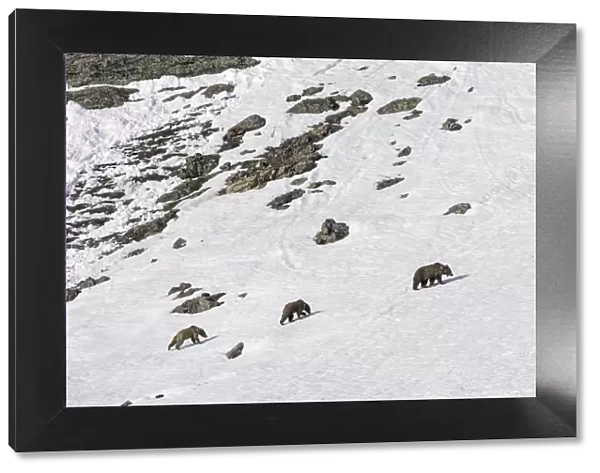 Himalayan brown bear (Ursus arctos isabellinus) female with two young cubs climbing up snowy slope