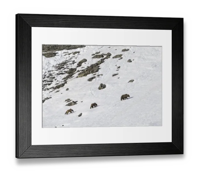Framed Print : Himalayan brown bear (Ursus arctos isabellinus) female with two young cubs climbing up snowy slope Framed Print : Himalayan brown bear (Ursus arctos isabellinus) female with two young cubs climbing up snowy slope