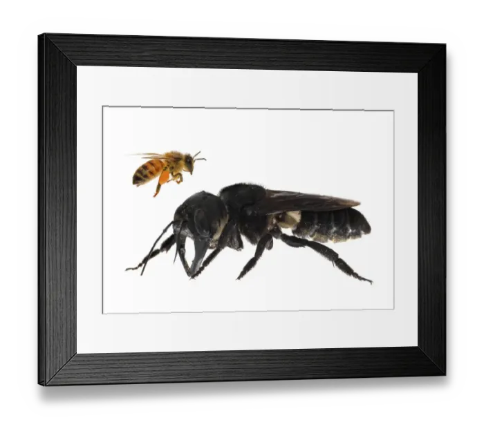 Framed Print : Composite image of Wallaceas giant bee (Megachile pluto) with European honey bee (Apis melifera) Framed Print : Composite image of Wallaceas giant bee (Megachile pluto) with European honey bee (Apis melifera)