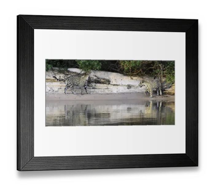Framed Print : Jaguars (Panthera onca) courting pair on a sand bank. Cuiaba River, Northern Pantanal Framed Print : Jaguars (Panthera onca) courting pair on a sand bank. Cuiaba River, Northern Pantanal