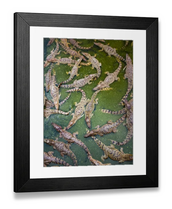 Framed Print : Cuban crocodiles (Crocodylus rhombifer) photographed on a crocodile farm started Framed Print : Cuban crocodiles (Crocodylus rhombifer) photographed on a crocodile farm started