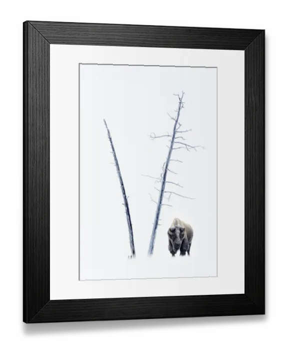 Framed Print : RF - American Bison (Bison bison) male in snow covered in frost, standing by dead trees Framed Print : RF - American Bison (Bison bison) male in snow covered in frost, standing by dead trees
