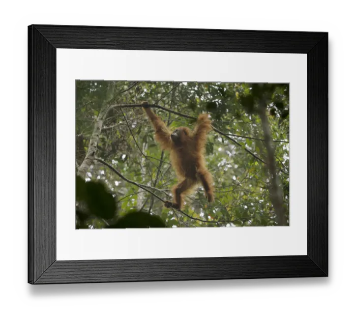 Framed Print : Tapanuli Orangutan (Pongo tapanuliensis) Beti, juvenile female, daughter of Beta Framed Print : Tapanuli Orangutan (Pongo tapanuliensis) Beti, juvenile female, daughter of Beta