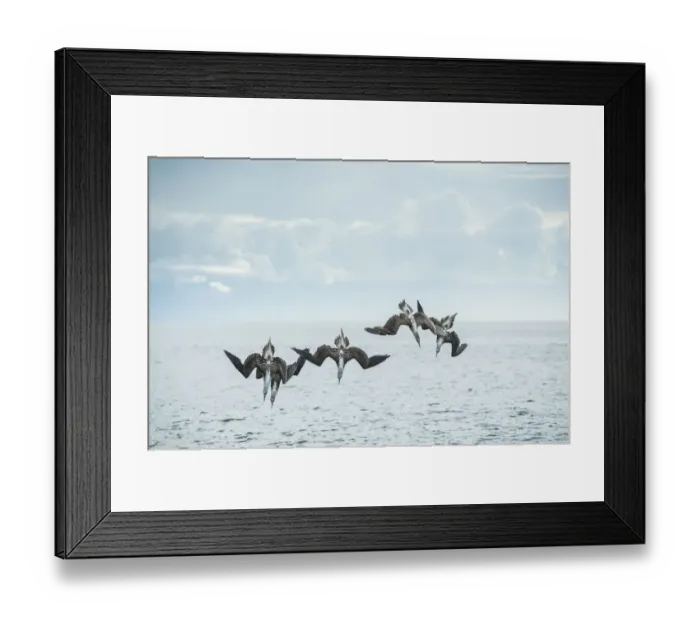 Framed Print : Blue-footed booby (Sula nebouxii), five diving into sea. Espumilla Beach, Santiago Island Framed Print : Blue-footed booby (Sula nebouxii), five diving into sea. Espumilla Beach, Santiago Island