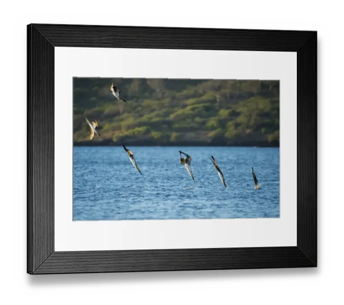 Framed Print : Blue-footed booby (Sula nebouxii), six diving into sea. Espumilla Beach, Santiago Island, Galapagos Framed Print : Blue-footed booby (Sula nebouxii), six diving into sea. Espumilla Beach, Santiago Island, Galapagos