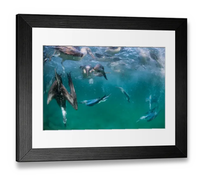 Framed Print : Blue-footed booby (Sula nebouxii), group fishing underwater. Itabaca Channel, Santa Cruz Island Framed Print : Blue-footed booby (Sula nebouxii), group fishing underwater. Itabaca Channel, Santa Cruz Island