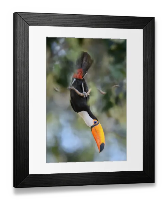 Framed Print : Toco toucan (Ramphastos toco) acrobatically perched, feeding in forest canopy. Northern Pantanal Framed Print : Toco toucan (Ramphastos toco) acrobatically perched, feeding in forest canopy. Northern Pantanal