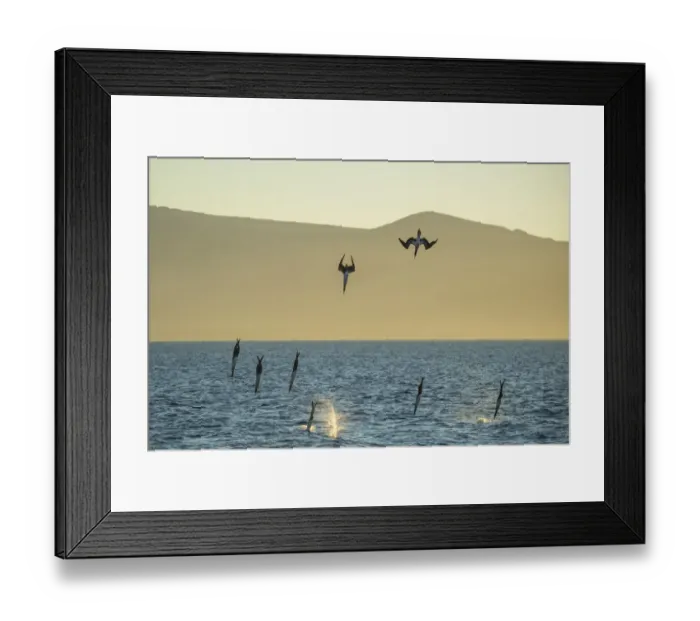 Framed Print : Blue-footed booby (Sula nebouxii), group of eight diving into sea to fish. Punta Gavilanes Framed Print : Blue-footed booby (Sula nebouxii), group of eight diving into sea to fish. Punta Gavilanes