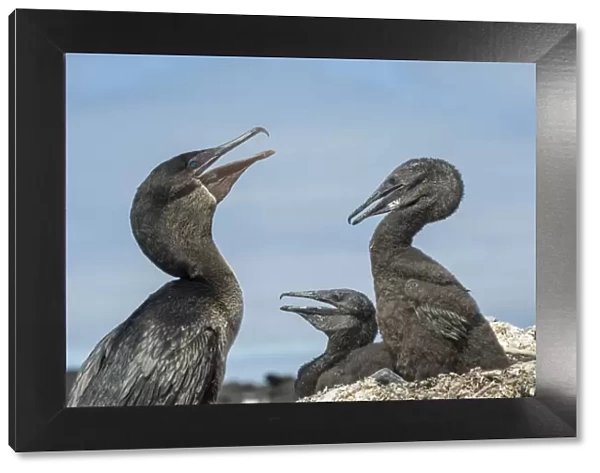 Flightless cormorant (Phalacrocorax harrisi), adult and two chicks. Beagle Crater