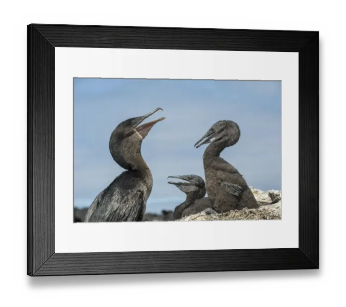 Framed Print : Flightless cormorant (Phalacrocorax harrisi), adult and two chicks. Beagle Crater Framed Print : Flightless cormorant (Phalacrocorax harrisi), adult and two chicks. Beagle Crater