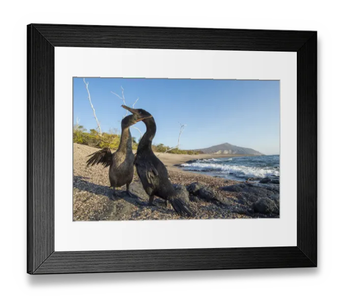 Framed Print : Flightless cormorant (Phalacrocorax harrisi), pair billing on beach. Playa Negra Framed Print : Flightless cormorant (Phalacrocorax harrisi), pair billing on beach. Playa Negra