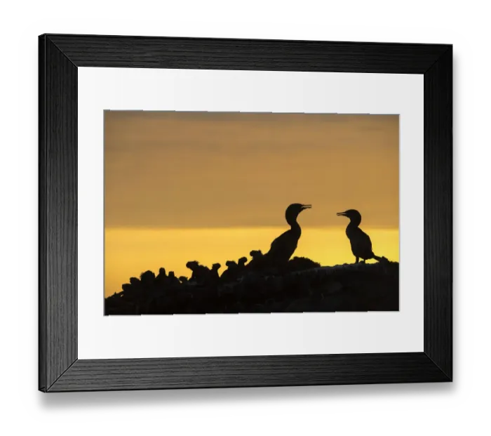 Framed Print : Flightless cormorant (Phalacrocorax harrisi) pair silhouetted at sunset next to Galapagos Framed Print : Flightless cormorant (Phalacrocorax harrisi) pair silhouetted at sunset next to Galapagos