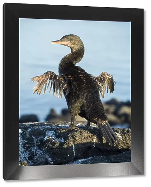 Flightless cormorant (Phalacrocorax harrisi) drying wings, on rocks. Punta Espinosa