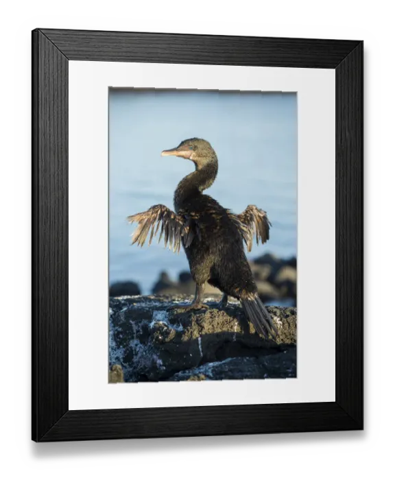 Framed Print : Flightless cormorant (Phalacrocorax harrisi) drying wings, on rocks. Punta Espinosa Framed Print : Flightless cormorant (Phalacrocorax harrisi) drying wings, on rocks. Punta Espinosa