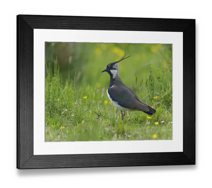 Framed Print : Lapwing (Vanellus vanellus) portrait in upland hay meadow, Upper Teesdale, CO Durham Framed Print : Lapwing (Vanellus vanellus) portrait in upland hay meadow, Upper Teesdale, CO Durham