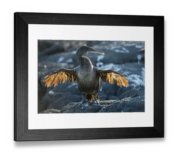 Framed Print : Flightless cormorant (Phalacrocorax harrisi), Punta Espinosa, Fernandina Island, Galapagos Framed Print : Flightless cormorant (Phalacrocorax harrisi), Punta Espinosa, Fernandina Island, Galapagos