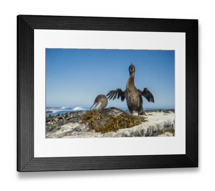 Framed Print : Flightless cormorant (Phalacrocorax harrisi), Cape Douglas, Fernandina Island, Galapagos Framed Print : Flightless cormorant (Phalacrocorax harrisi), Cape Douglas, Fernandina Island, Galapagos