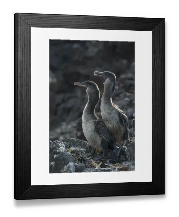 Framed Print : Flightless cormorant (Phalacrocorax harrisi) pair with Starfish (Asteroidea) Framed Print : Flightless cormorant (Phalacrocorax harrisi) pair with Starfish (Asteroidea)