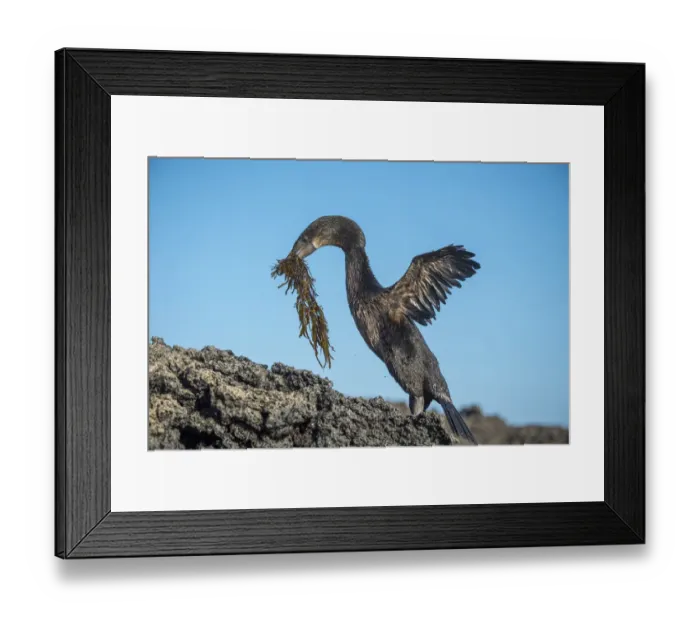 Framed Print : Flightless cormorant (Phalacrocorax harrisi) on rocks with nesting material in beak Framed Print : Flightless cormorant (Phalacrocorax harrisi) on rocks with nesting material in beak