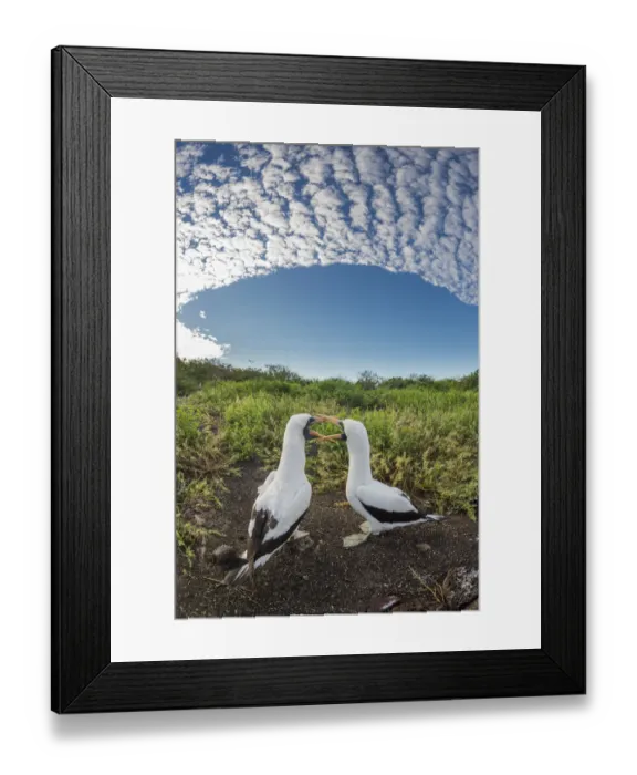 Framed Print : Nazca booby (Sula granti), pair billing. Genovesa Island, Galapagos. May 2015