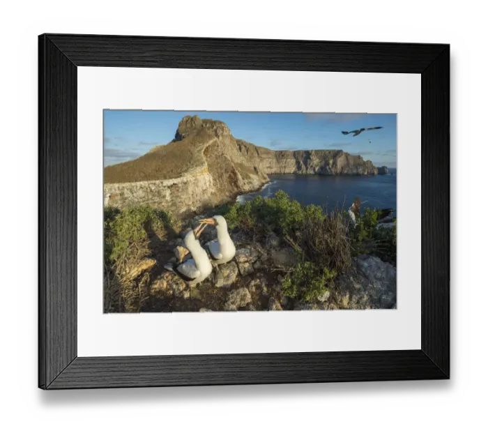 Framed Print : Nazca booby (Sula granti), pair billing on coastal cliff in evening light. Wolf Island, Galapagos Framed Print : Nazca booby (Sula granti), pair billing on coastal cliff in evening light. Wolf Island, Galapagos