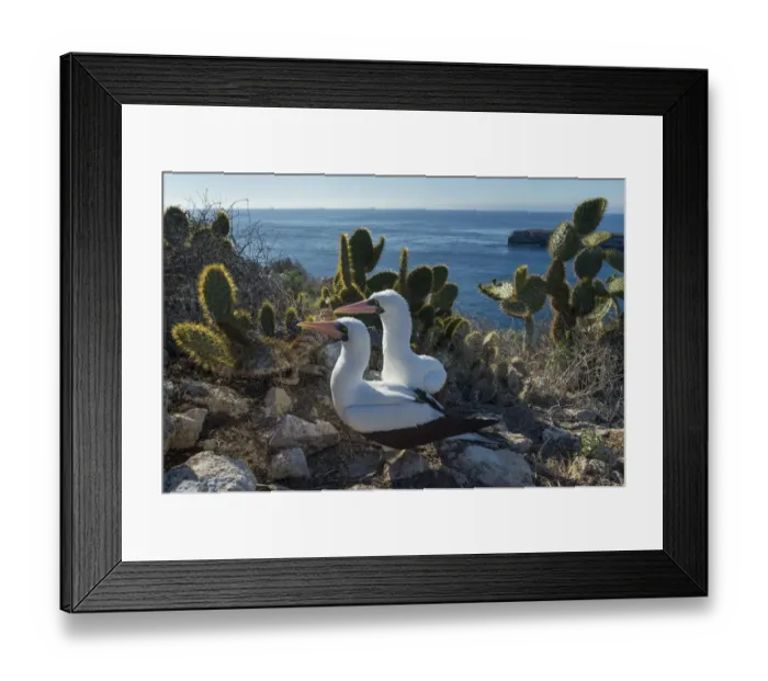 Framed Print : Nazca booby (Sula granti), pair amongst Prickly pear (Opuntia sp) cacti at coast Framed Print : Nazca booby (Sula granti), pair amongst Prickly pear (Opuntia sp) cacti at coast