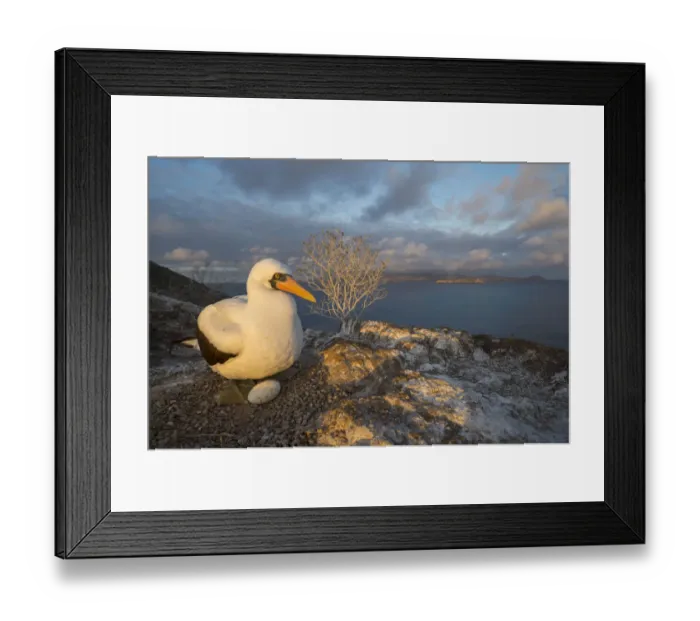 Framed Print : Nazca booby (Sula granti) at nest with egg. Overlooking sea, Gardner Islet, Floreana Island Framed Print : Nazca booby (Sula granti) at nest with egg. Overlooking sea, Gardner Islet, Floreana Island