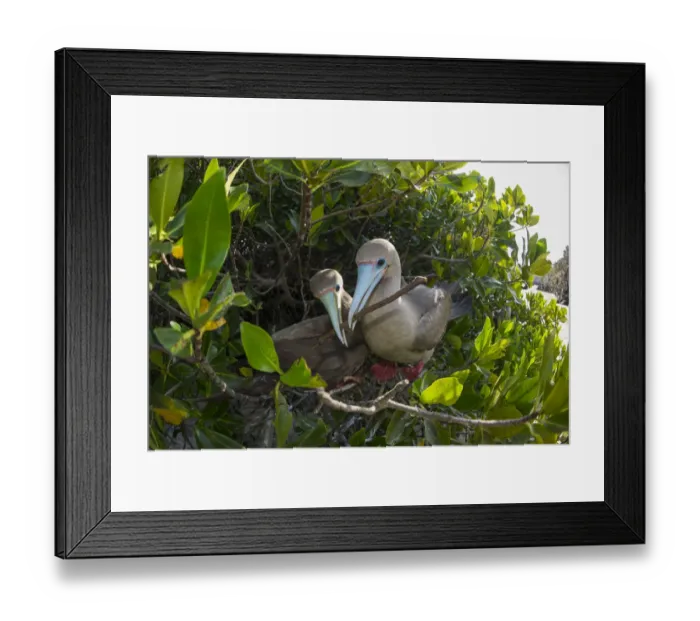 Framed Print : Red-footed booby (Sula sula), pair nest building in tree. Darwin Bay, Genovesa Island, Galapagos Framed Print : Red-footed booby (Sula sula), pair nest building in tree. Darwin Bay, Genovesa Island, Galapagos