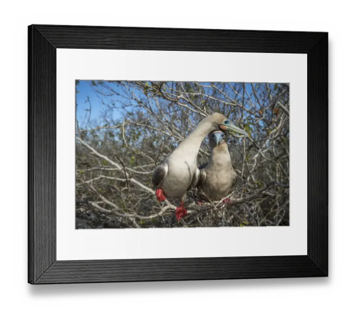 Framed Print : Red-footed booby (Sula sula), pair perched in tree. Genovesa Island, Galapagos Framed Print : Red-footed booby (Sula sula), pair perched in tree. Genovesa Island, Galapagos