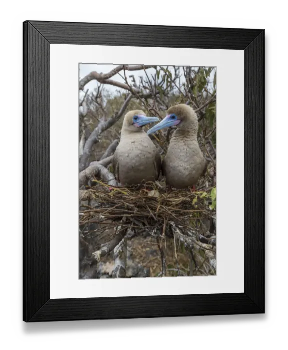 Framed Print : Red-footed booby (Sula sula), pair looking at one another on nest in tree. Egg is nest Framed Print : Red-footed booby (Sula sula), pair looking at one another on nest in tree. Egg is nest