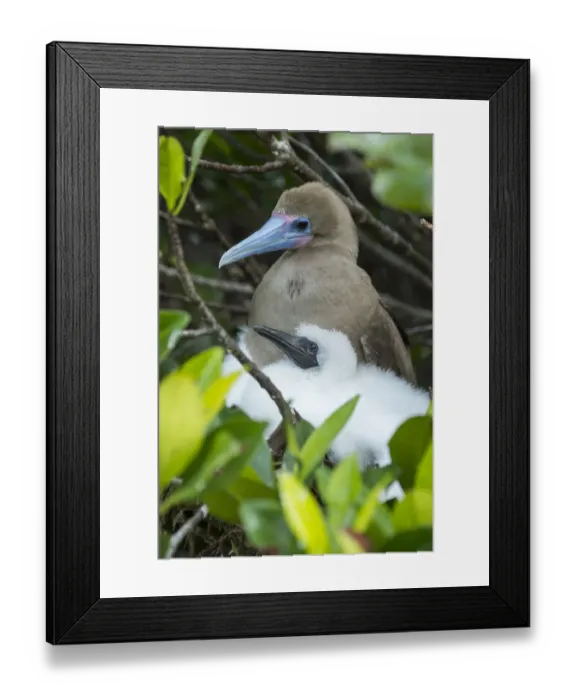 Framed Print : Red-footed booby (Sula sula), adult and chick at nest. Genovesa Island, Galapagos Framed Print : Red-footed booby (Sula sula), adult and chick at nest. Genovesa Island, Galapagos