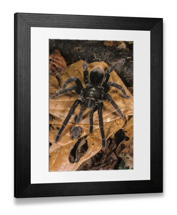 Framed Print : Peruvian Tarantula (Pamphobeteus sp. ) adult, walking over Humming Frog (Chiasmocleis Framed Print : Peruvian Tarantula (Pamphobeteus sp. ) adult, walking over Humming Frog (Chiasmocleis