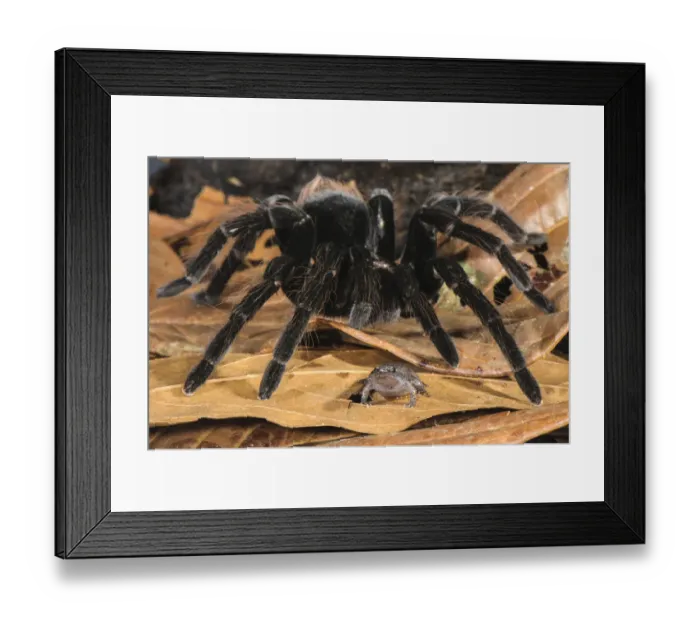 Framed Print : Peruvian Tarantula (Pamphobeteus sp. ) adult, walking over Humming Frog (Chiasmocleis Framed Print : Peruvian Tarantula (Pamphobeteus sp. ) adult, walking over Humming Frog (Chiasmocleis