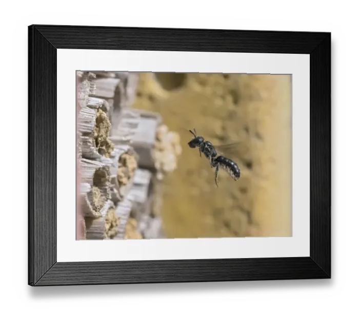 Framed Print : Small scissor bee (Chelostoma campanularum) In flight approaching garden bee hotel Framed Print : Small scissor bee (Chelostoma campanularum) In flight approaching garden bee hotel